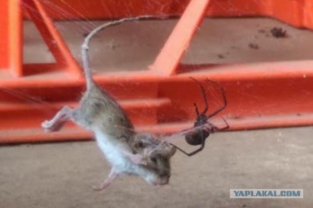 Когда пытался поймать на липучку мышь в Австралии