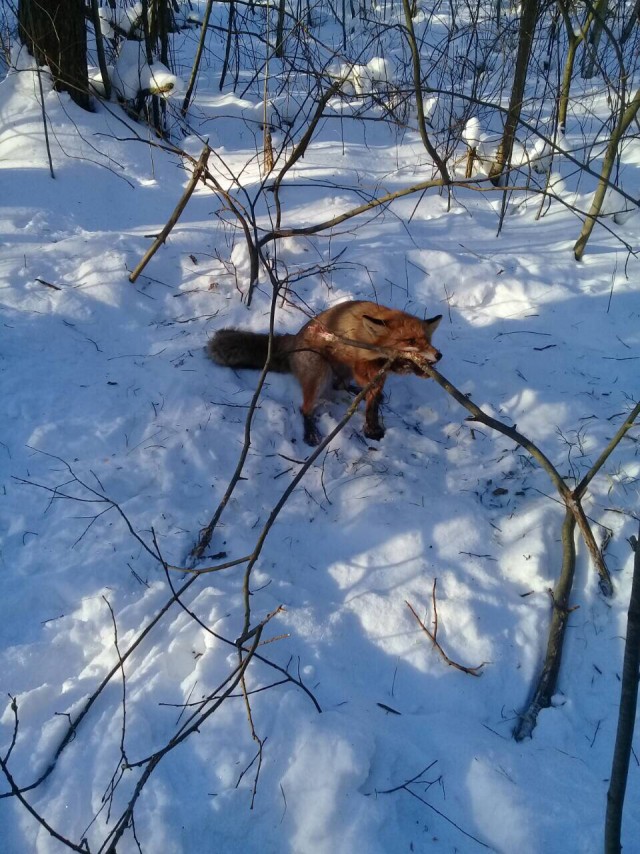 Встреча в лесу.