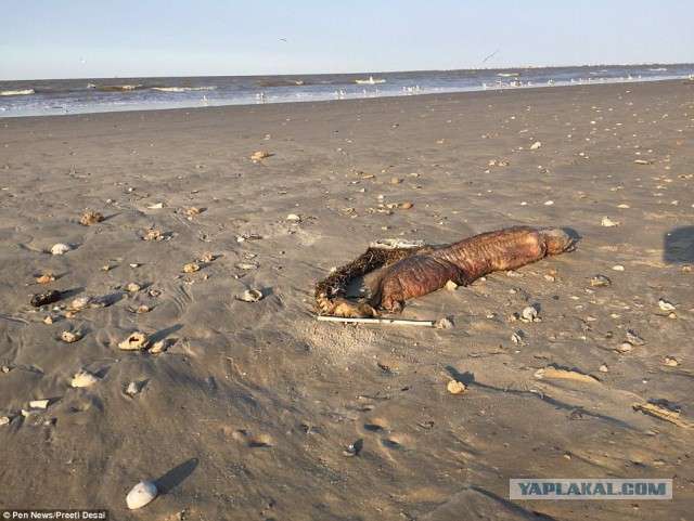 Ураган Харви вынес на пляж в Техасе "морское чудовище"