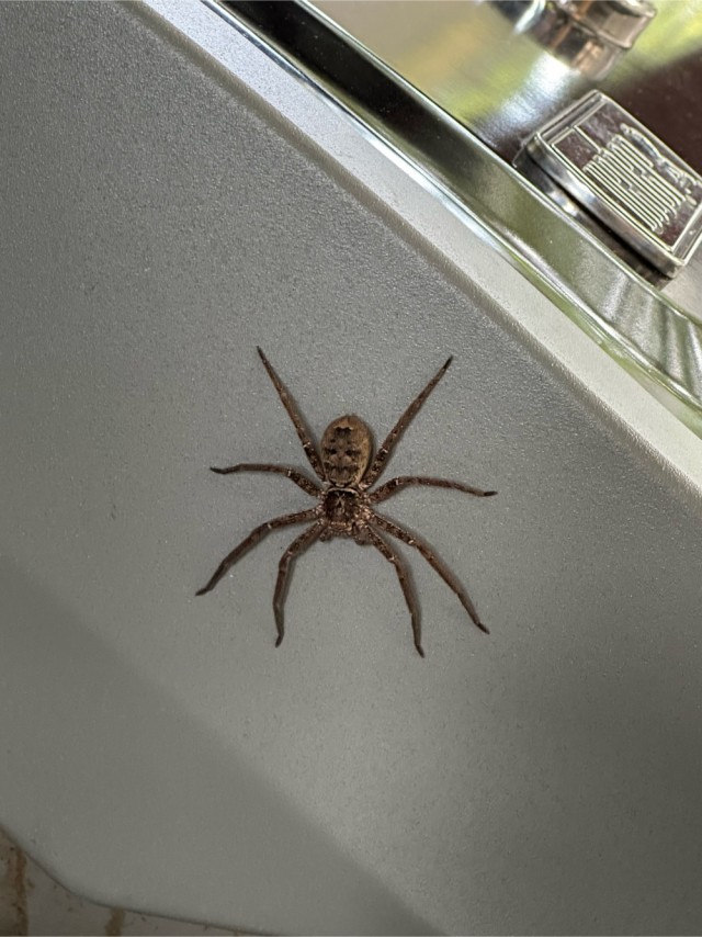 Будни Австралии: Австралийская оса-тарантул тащит паука-охотника