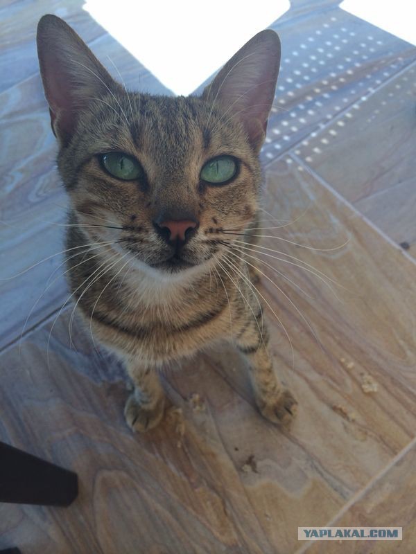 Греческий кот с бирюзовыми глазами.