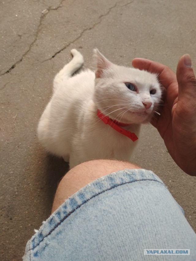 Котовторник  31.07.2018