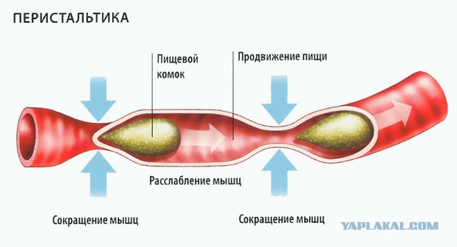 Срань космонавтов