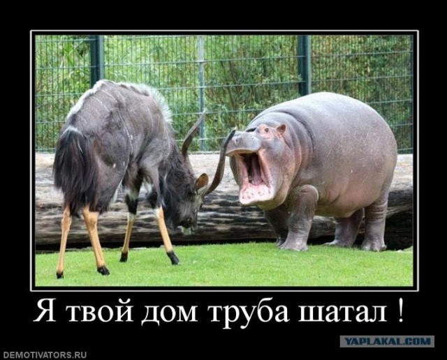 Не пугайте страуса, стоящего за носорогом