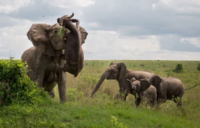 Смертельная встреча слона и буйвола или "масса все же решает"