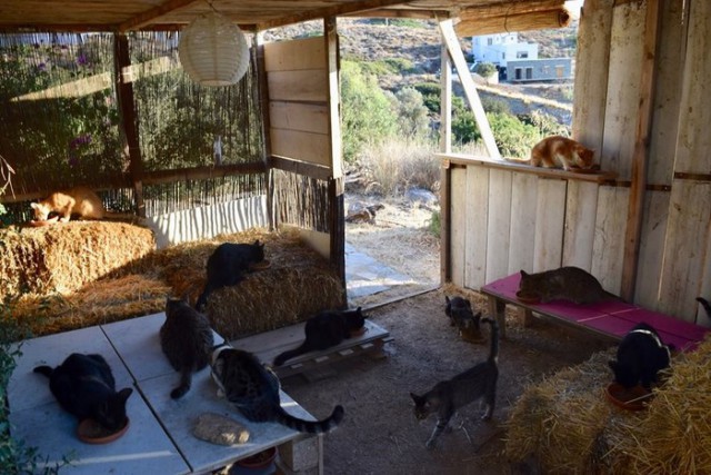 Кошачий заповедник на греческом острове ищет нового управляющего, который будет жить среди 55 кошек
