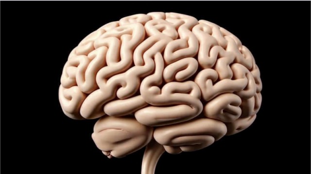 Группа исследователей обнаружила способ размораживать ткани человеческого мозга, не повреждая их