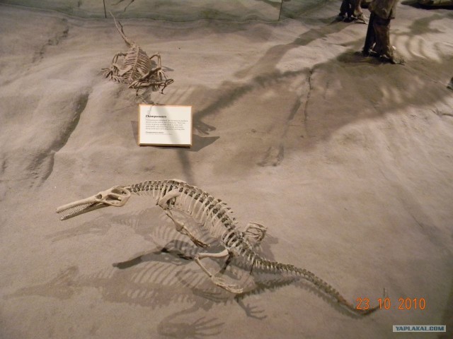 Музей динозавров (Драмхеллер, Канада)