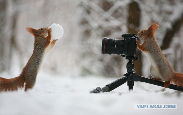 Белки на фотосессии