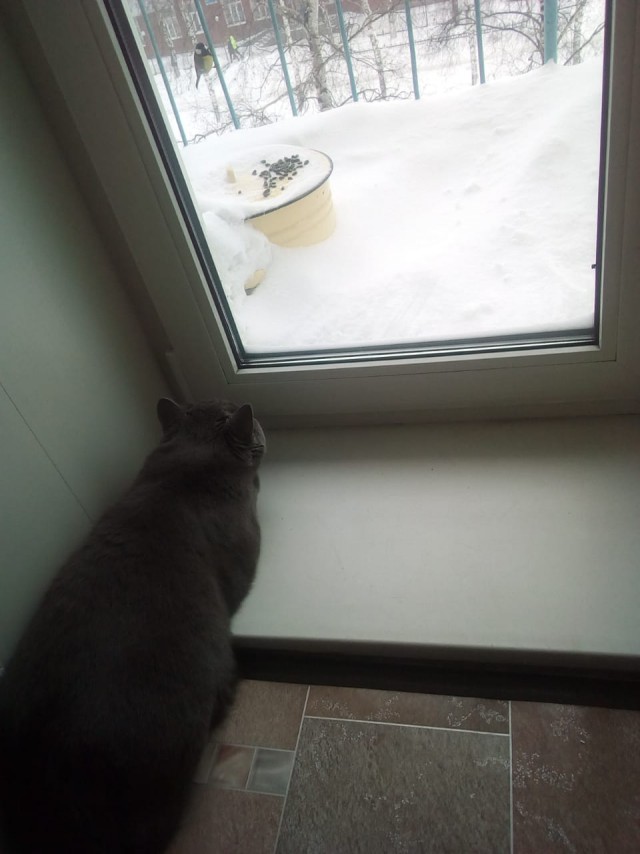 Котовторник 04.12. 2018