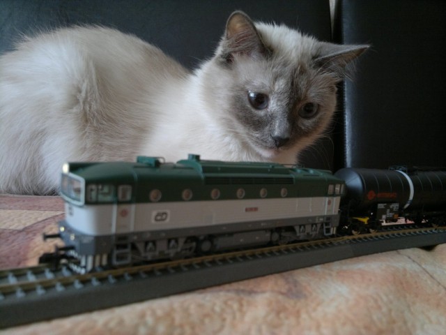 Братья наши меньшие - Кошки на железнодорожных объектах