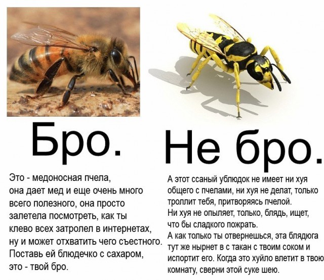 Смертельная схватка осы и пчелы 