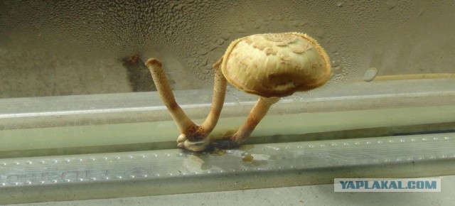 Как вырастить грибы на подоконнике