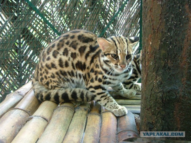 Самая смелая и кусачая кошка