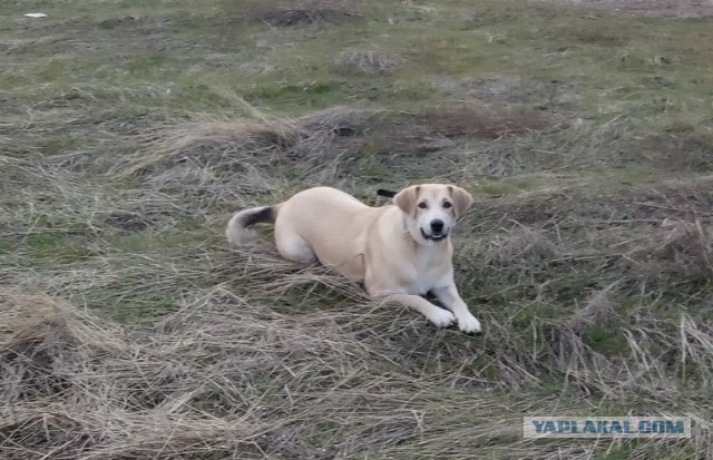 Выпускники приюта для собак