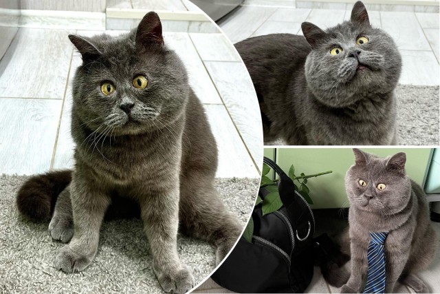 Очаровательный косоглазый кот Федя стал необычайно популярен в интернете