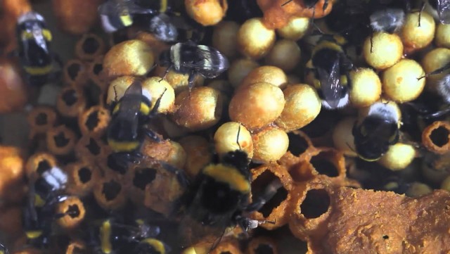 Разводят ли шмелей и делают ли шмели мед?