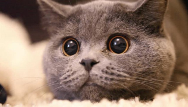 Почему  у  кошек  вертикальные  зрачки?