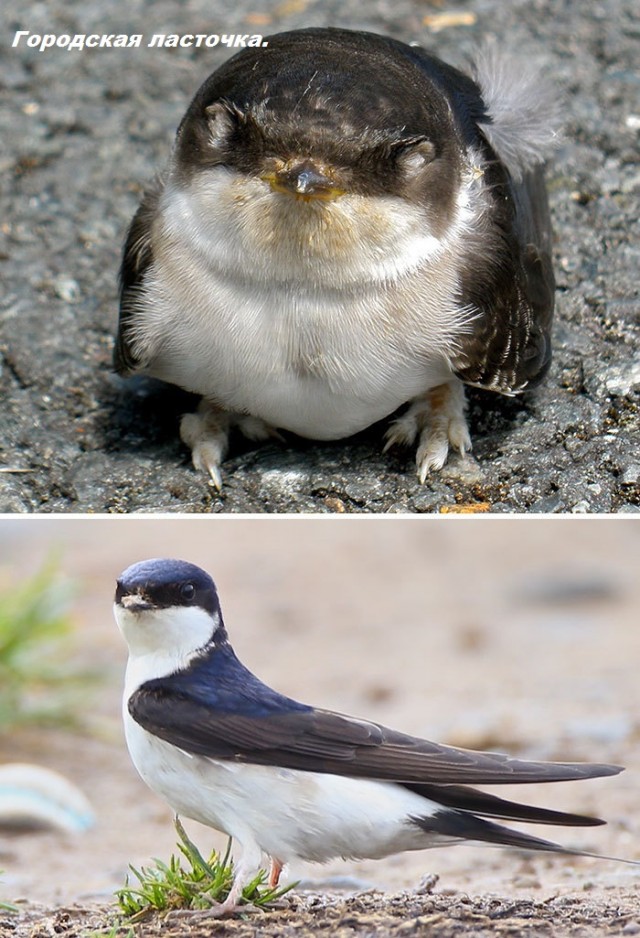 Как выглядят птенцы  разных видов птиц.