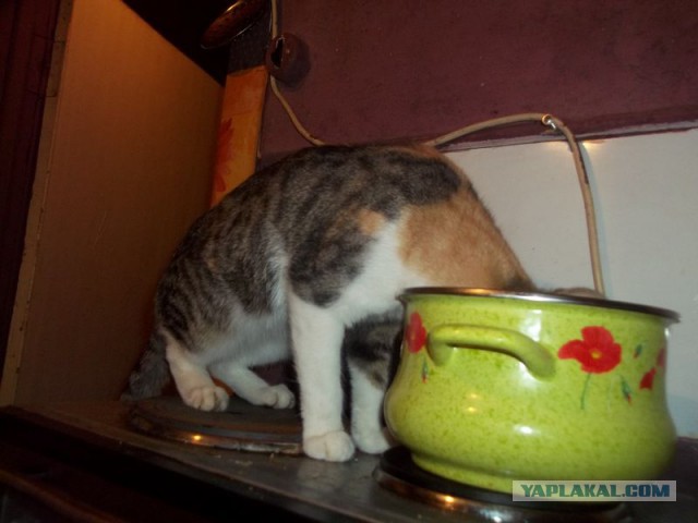 Посмеялся сам - поделись с другом!!!