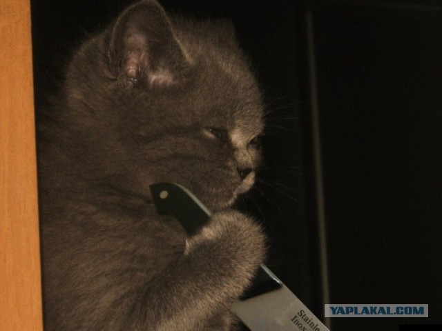 Житель Чувашии зарезал гостя, пнувшего его котенка
