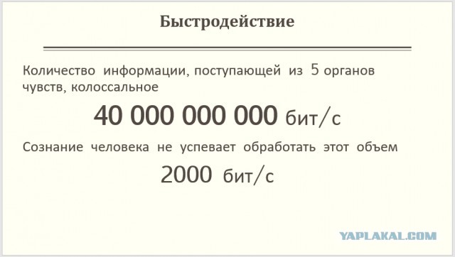 Скорость обработки информации мозгом поражает