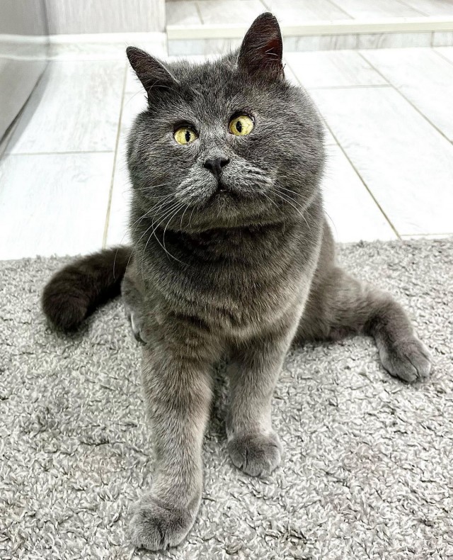 Очаровательный косоглазый кот Федя стал необычайно популярен в интернете
