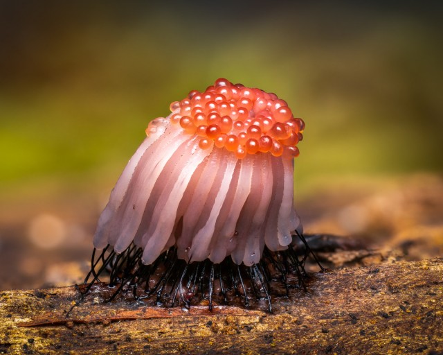 Эффектные фотографии грибов: победителей премии "Садовый фотограф года"