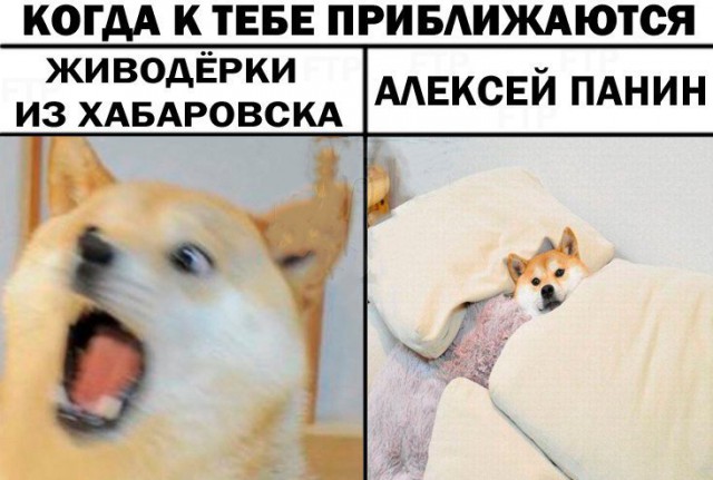 Как панин связан с собаками Как панин связан с собаками