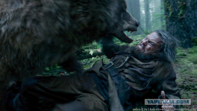 Выживший по-уральски: мужчина нокаутировал медведя