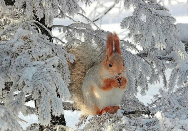 Милые животные. Мимиметр сломался