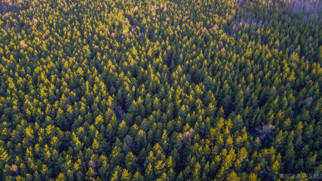 220 тысяч гектаров свердловских лесов вырубят для продажи китайцам – власти забыли свое обещание