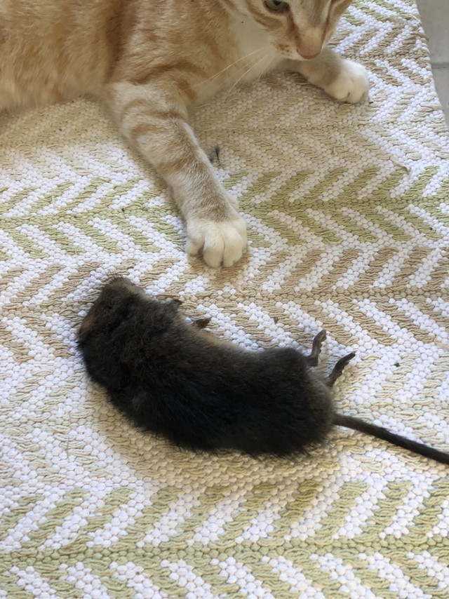Кот принес мышку