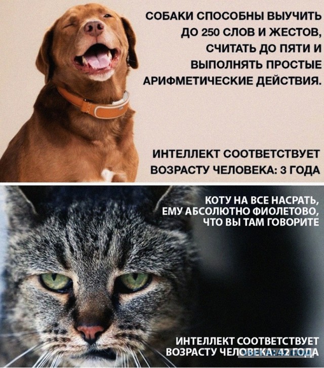 Интеллект кота и пса