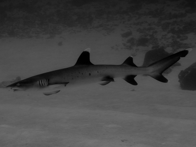 Мальдивы подводный поиск среди акул