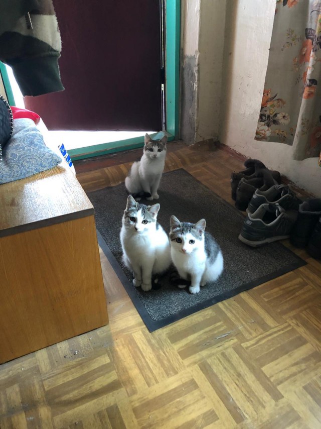 Котовторник  16.10.2018