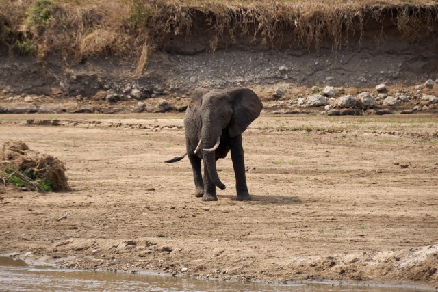 Путешествие в Танзанию во время пандемии — сафари по северным паркам и дайвинг на о. Мафия