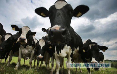 Danone перевозит тысячи коров из ЕС в Сибирь
