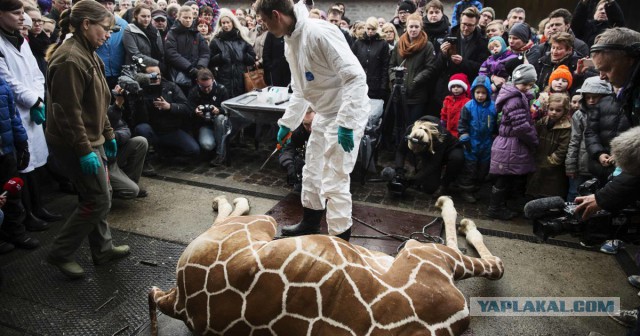 Цирки без животных. 45 стран запретили варварские развлечения
