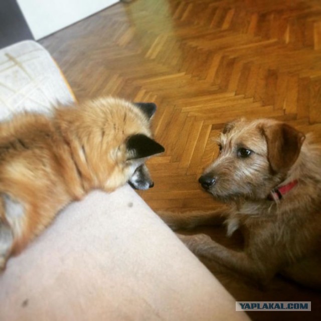 Домашние животные - лисица Джей и пес Саймон