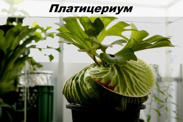 Удивительные растения