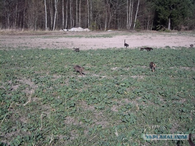 Жизнь домашнего приюта для котеек 3