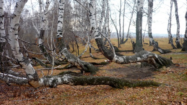 Березовая аномалия в Кузбассе