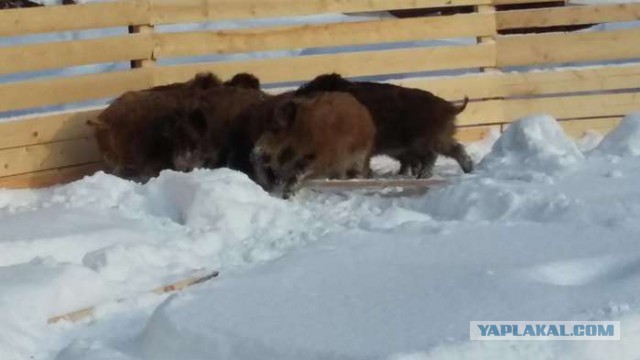 Убить беззащитного на уровне закона