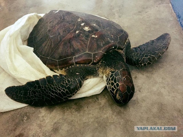 Жителю Владивостока грозит 20 лет тюрьмы за убийство черепахи на Филиппинах.