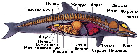 Откуда киты и дельфины берут воду для питья?