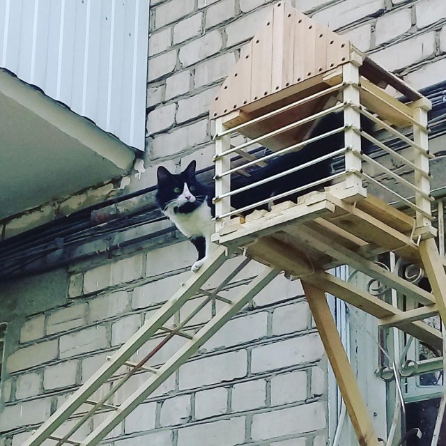 Волгоградец построил кошке отдельную лестницу с подсветкой