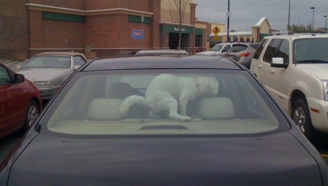 Не оставляй надолго собаку в машине