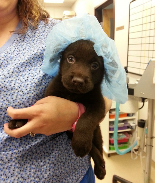 Ветеринар спасла жизнь обреченному щенку лабрадора