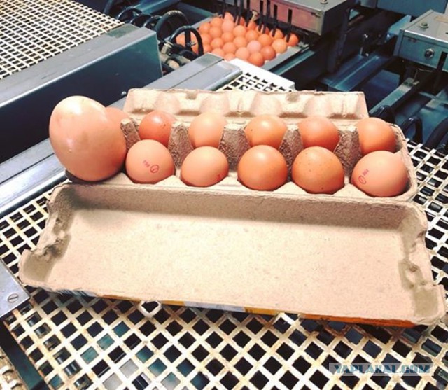 Фермер нашел гигантское яйцо под курицей. Содержимое удивило не только его